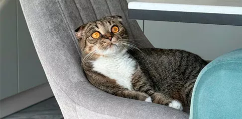 «Это был очень психотерапевтический заказ»