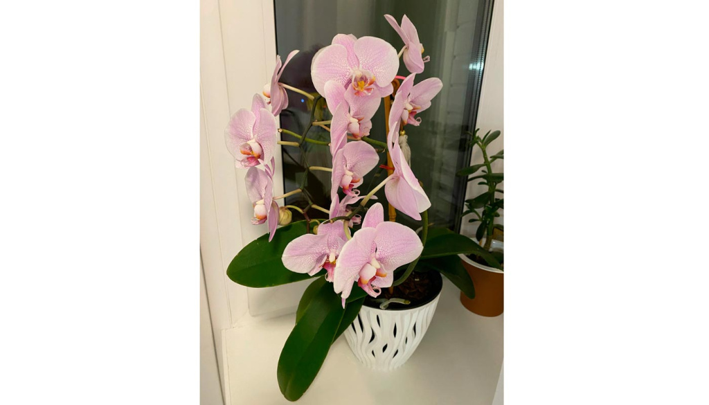 Черно-белая кухня для хлебосольной хозяйки - фото №8